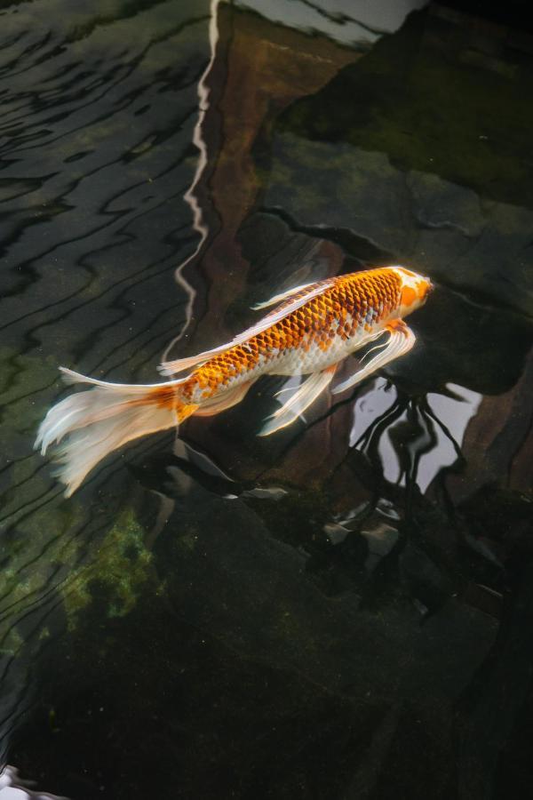 The Koi House With Pool Lägenhet Kailua-Kona Exteriör bild